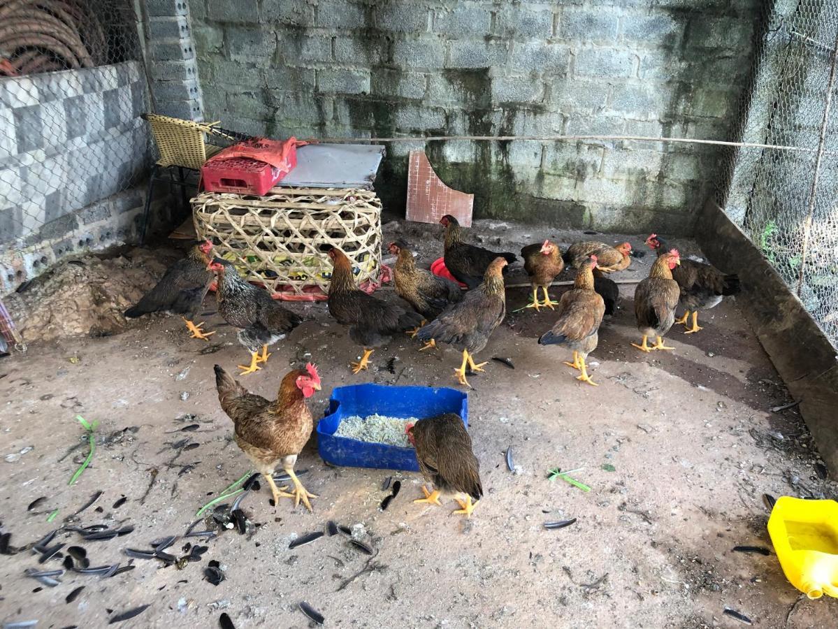 Son Thuy Homestay Ha Giang Exterior foto